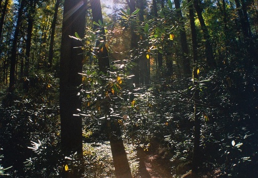 Great Smoky Mountains in the Fall